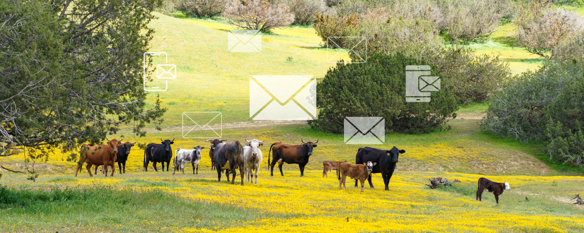 Ranch Real Estate Marketing Series: Episode 4