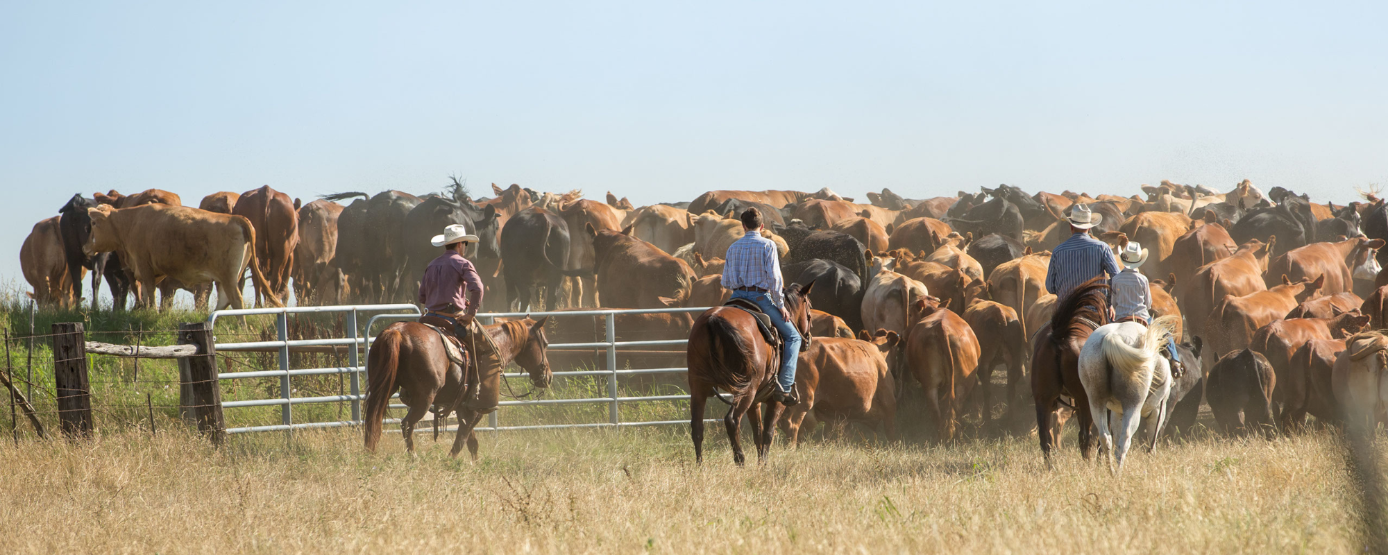 Understanding the Current State of the Beef and Cattle Industry 