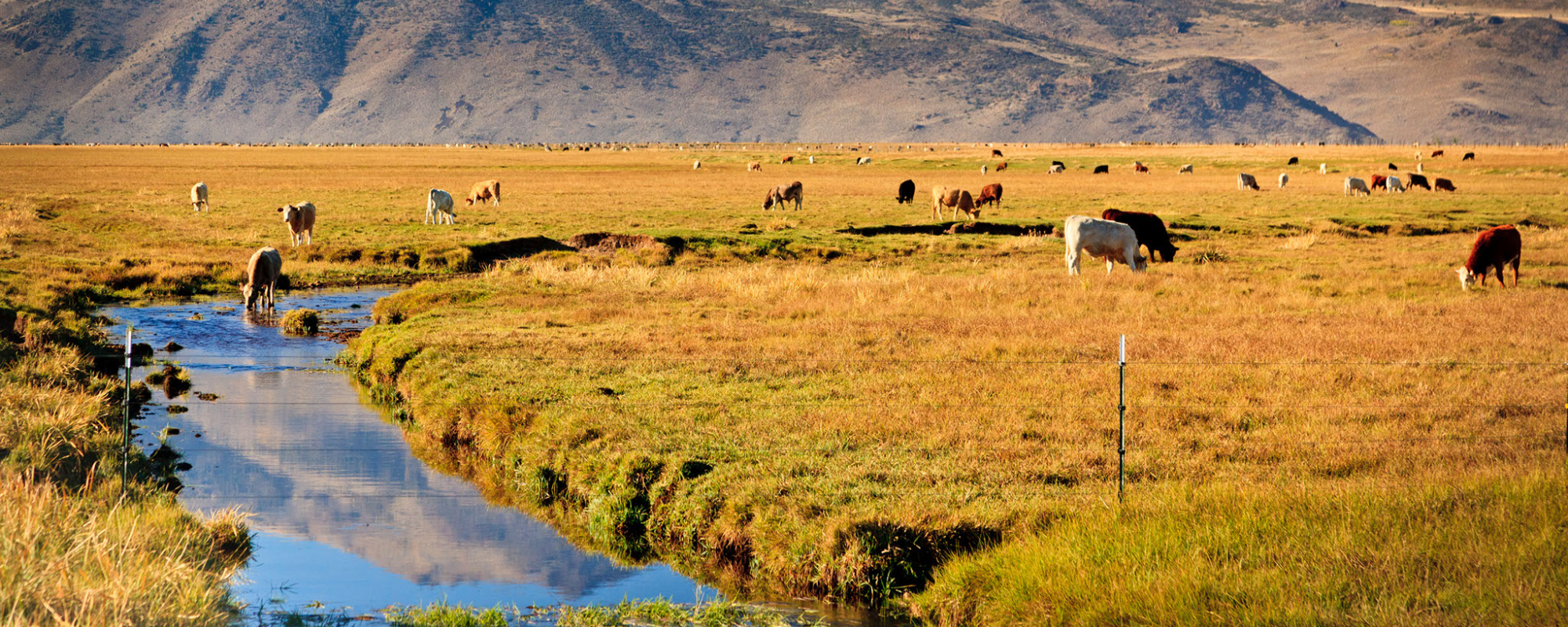 California Water: A Rancher's Perspective