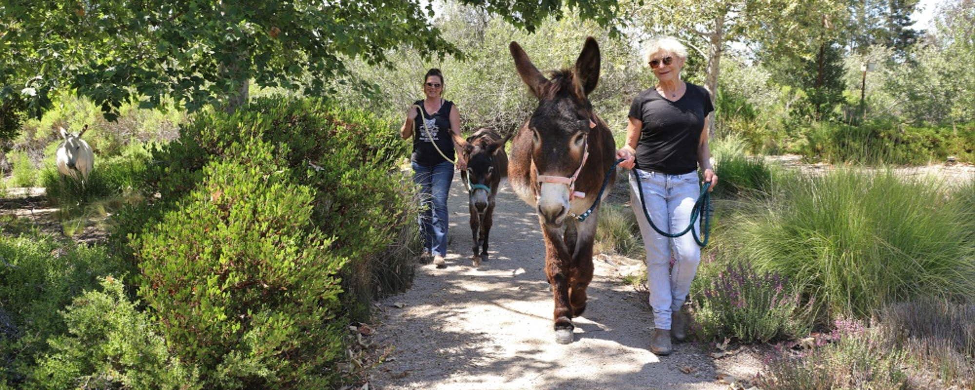 2022 Ag Spotlight: Rancho Burro Donkey Sanctuary 