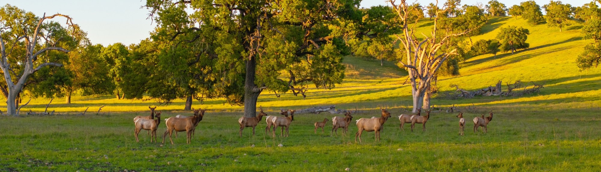 California and Nevada Ranch Properties