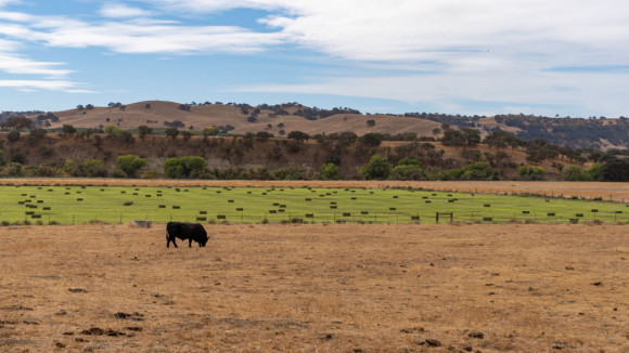 Vineyard Hill Irrigated Ground