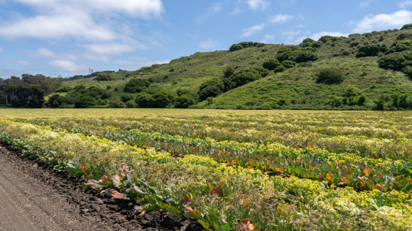 Mello Ranch